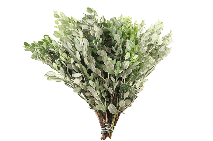 <h4>Pitto Ralphii 250 Gram</h4>