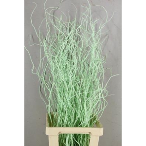 Salix Tortuosa Mint Green