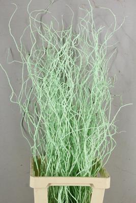 <h4>Salix Tortuosa Mint Green</h4>