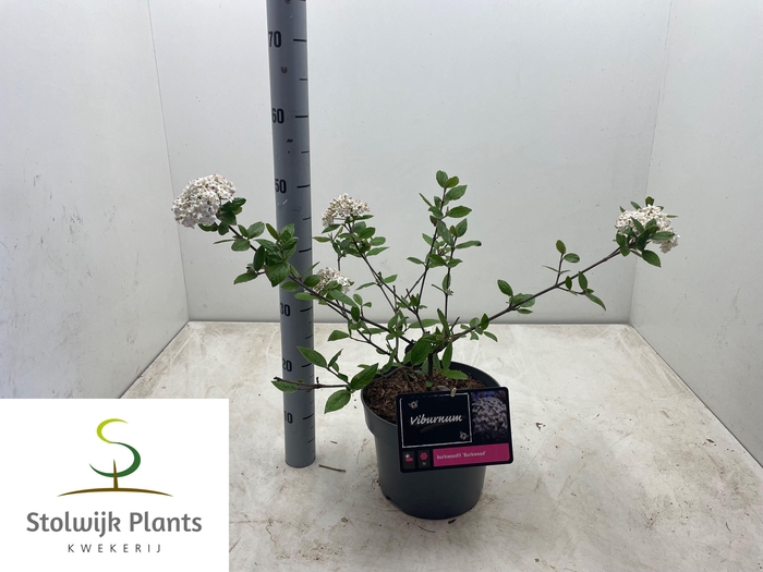 <h4>VIBU BU BURKWOOD</h4>