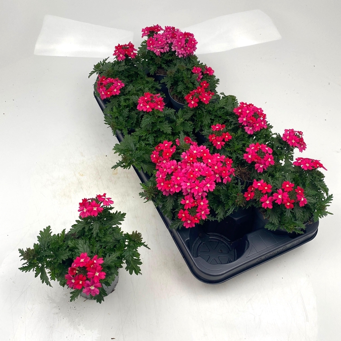 <h4>VERBE DRUMS GEM</h4>