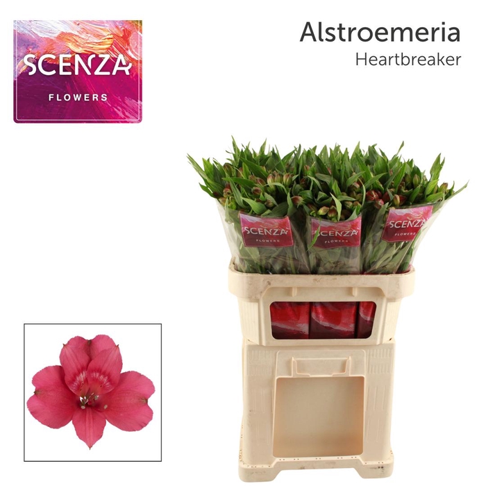 <h4>ALSTR HEARTBREAKER Scenza</h4>