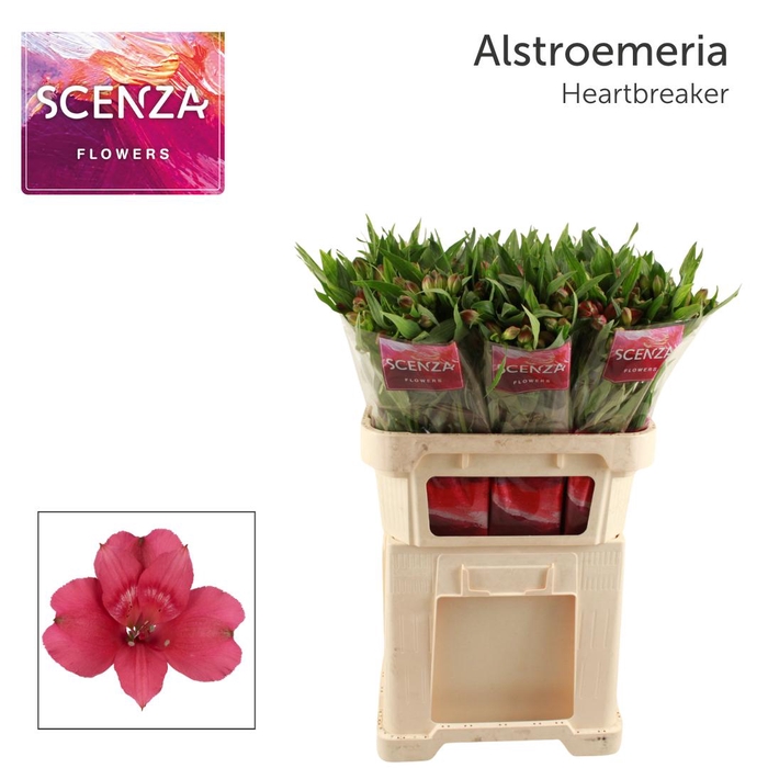 <h4>ALSTR HEARTBREAKER Scenza</h4>