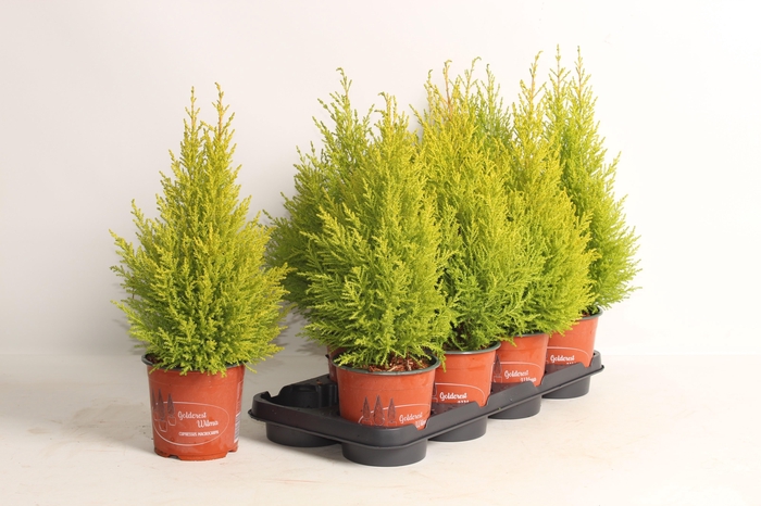 <h4>CUPR MA GOLDC WILMA</h4>