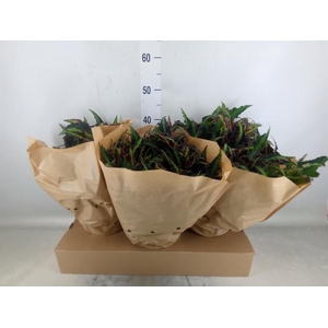 Begonia BD 'MagicColours Lion Danc'