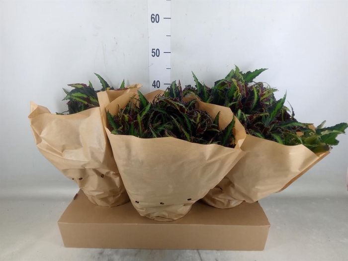 <h4>Begonia BD 'MagicColours Lion Danc'</h4>