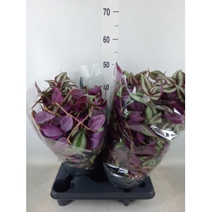 Tradescantia zebr.