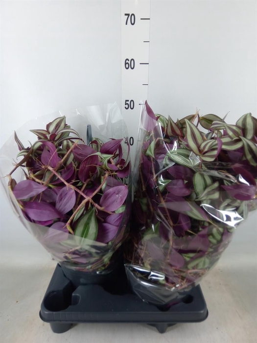 <h4>Tradescantia zebr.</h4>