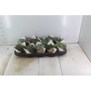 ECHEVERIA MINI P11