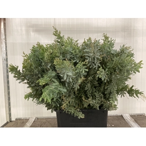 Mimosa Verde Spray