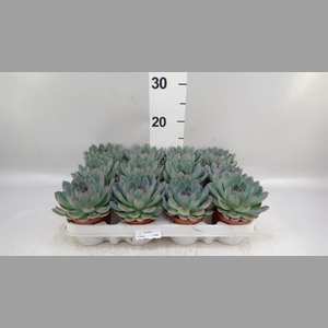 Echeveria  'Apus'