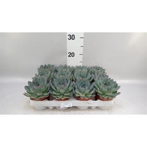 Echeveria  'Apus'