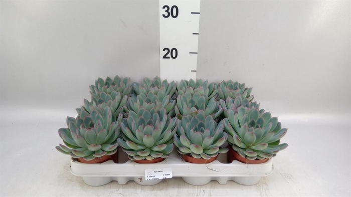 <h4>Echeveria  'Apus'</h4>