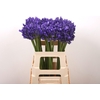 Agap Eyfori Blue X5
