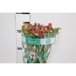 ALSTROEMERIA CHANEL 080 CM