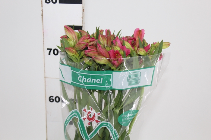 <h4>ALSTROEMERIA CHANEL 080 CM</h4>