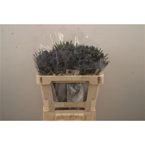 Eryngium Mag Blue Lagoon