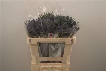 <h4>Eryngium Mag Blue Lagoon</h4>