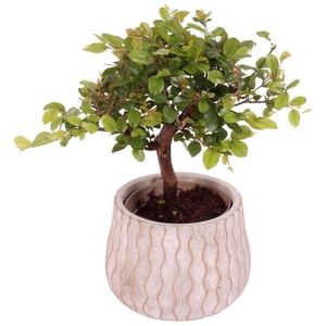 Bonsai Indoor Mix Ø 9cm Ball Shape in Ø12cm Ceramic PL569
