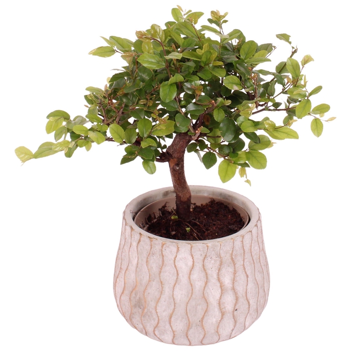 <h4>Bonsai Indoor Mix Ø 9cm Ball Shape in Ø12cm Ceramic PL569</h4>