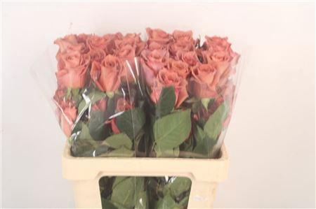 <h4>R Gr Ec Barista</h4>