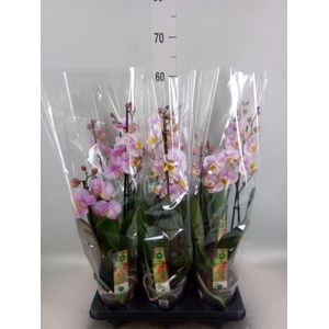 Phalaenopsis  'Corolla Beach'