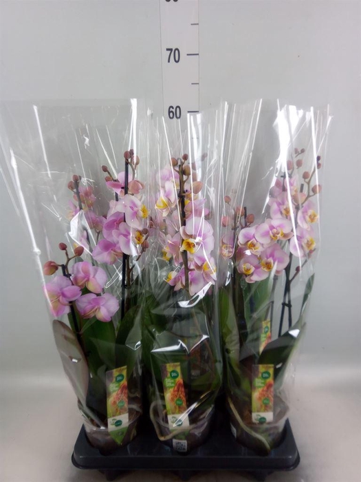 <h4>Phalaenopsis  'Corolla Beach'</h4>