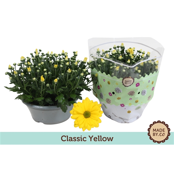<h4>Chrysanthemum Indicum Classic Jaune</h4>