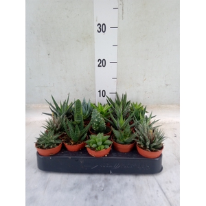 Aloe   ...mix