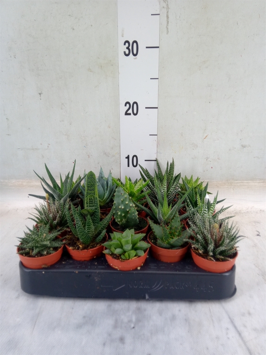 <h4>Aloe   ...mix</h4>