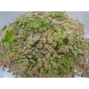 Ammi Vis Sweet Rose