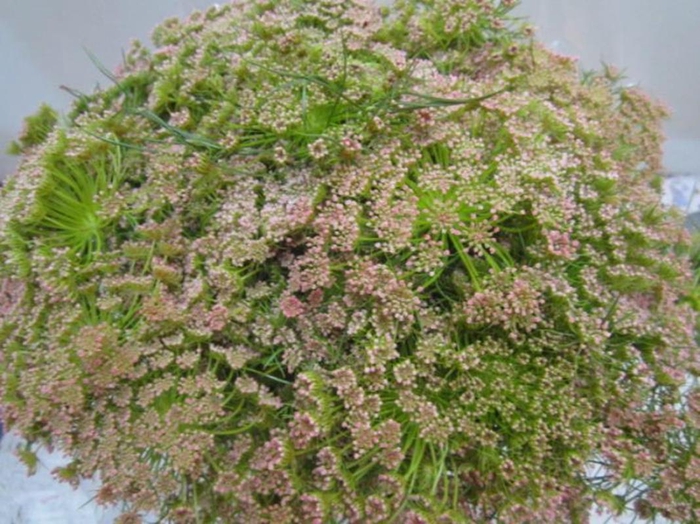 <h4>Ammi Vis Sweet Rose</h4>