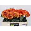 Dahlia American Sunset