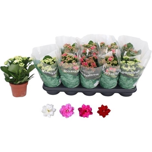 KALAN CALAN MIX ROSALINA P12