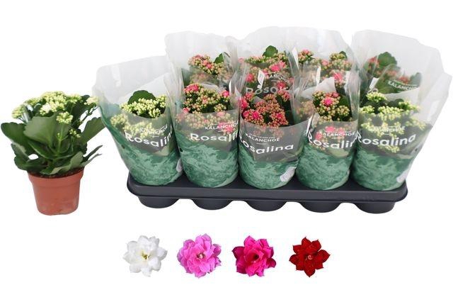 <h4>KALAN CALAN MIX ROSALINA P12</h4>