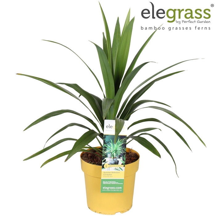 <h4>Cordyline indivisa</h4>