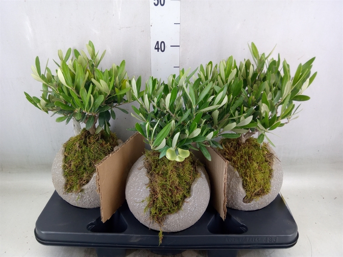 <h4>Arr.   Tuinplanten H%</h4>