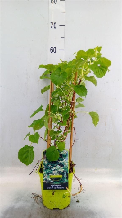 <h4>Hydrangea anomala petiolaris</h4>