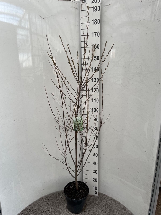 <h4>AMELAN ALNIFOLIA</h4>