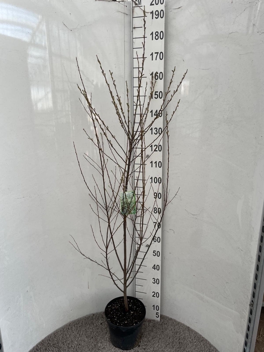 <h4>AMELAN ALNIFOLIA</h4>