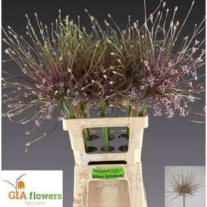 Allium schubertii