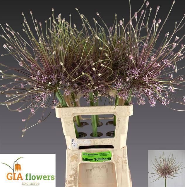 <h4>Allium schubertii</h4>