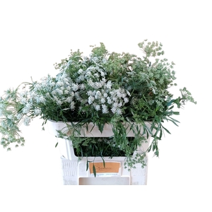 Ammi Majus Graceland