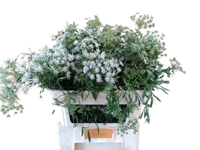 <h4>Ammi Majus Graceland</h4>