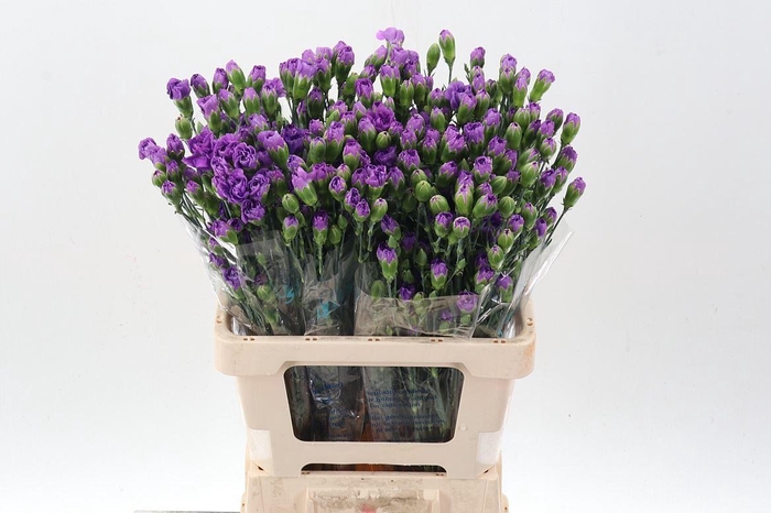 <h4>Dianthus TR 'Florigene Moonberry'</h4>