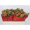 Hypericum Mellow Romance