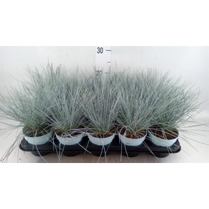 Festuca glauca 'Compacta Blue'