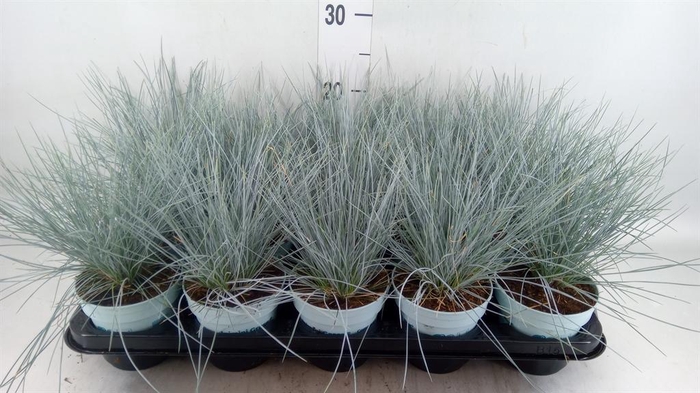 <h4>Festuca glauca 'Compacta Blue'</h4>