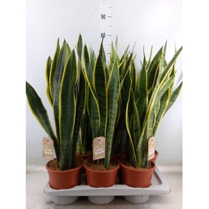 Sansevieria trifa. 'Laurentii'