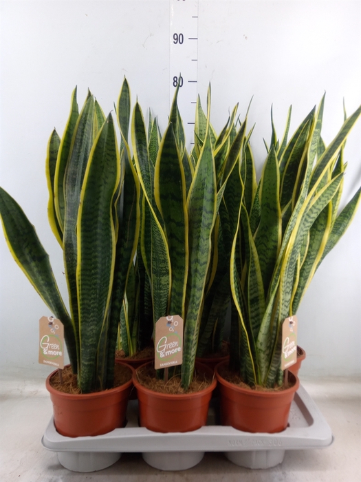 <h4>Sansevieria trifa. 'Laurentii'</h4>